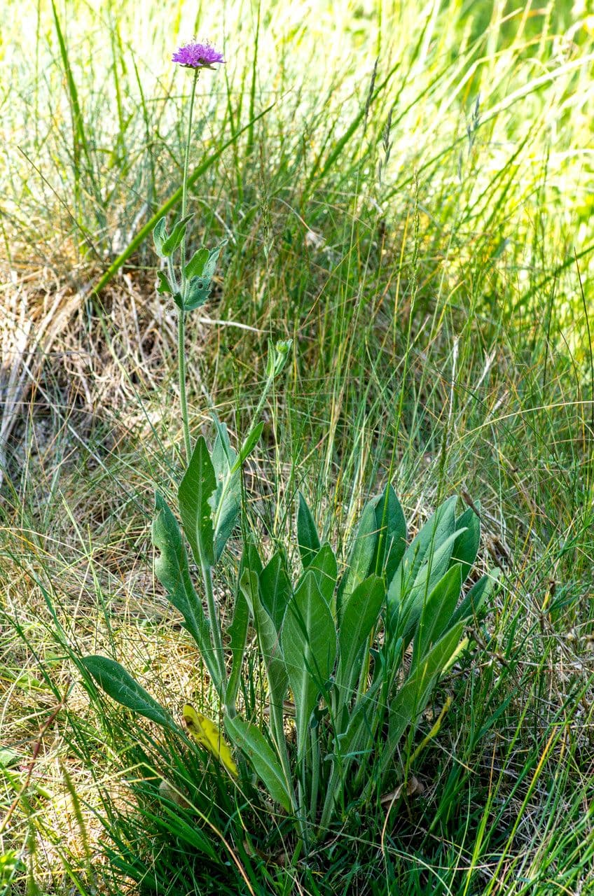 Chrastavec arvernský 13