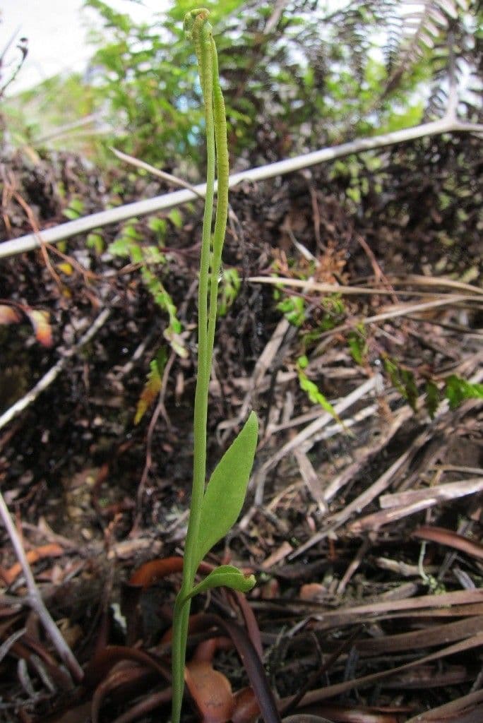 Ophioglossum 5