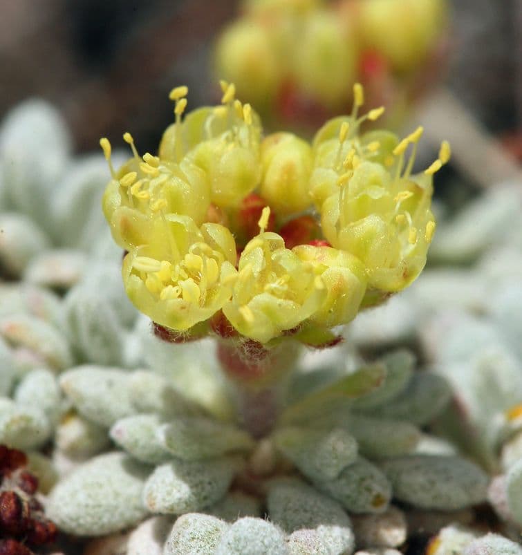 Eriogonum caespitosum 3