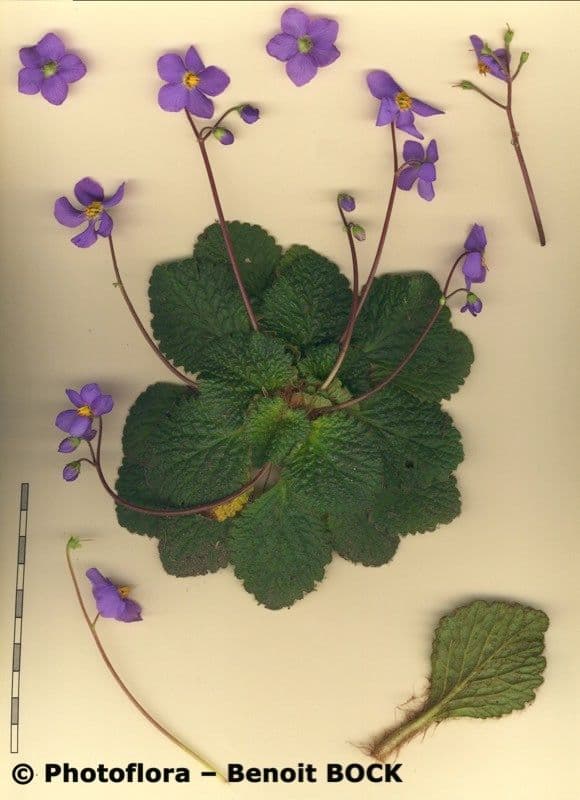 Ramonda Mycona 26