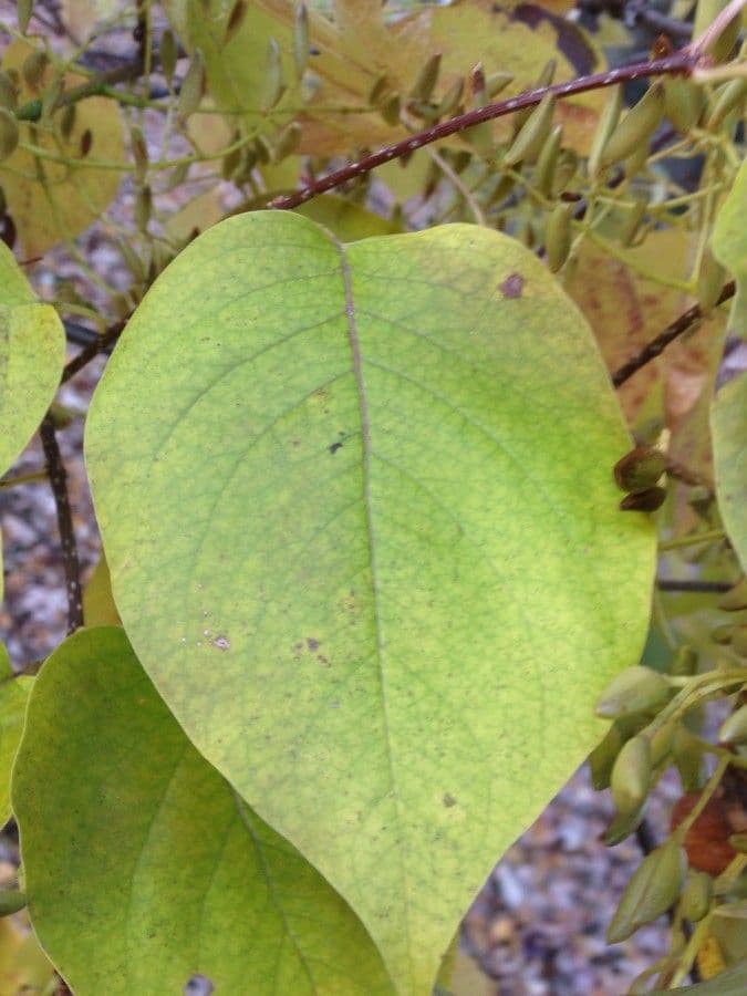 Šeřík japonský 16
