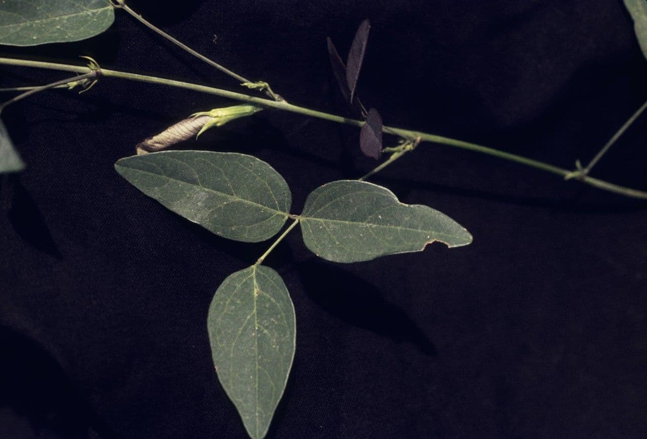 Clitoria 14