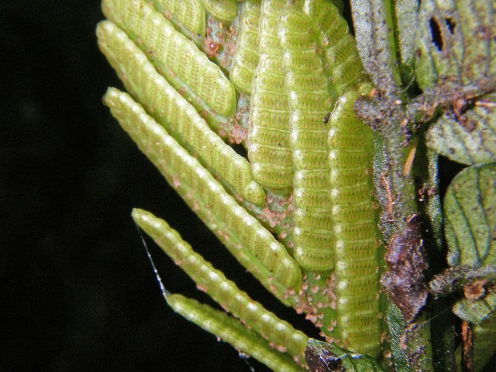 Danaea 6