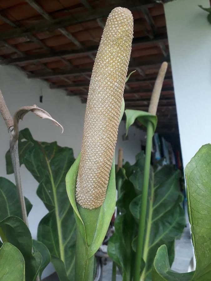 Anturio 4