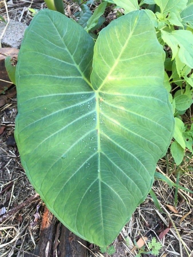 Taro 8