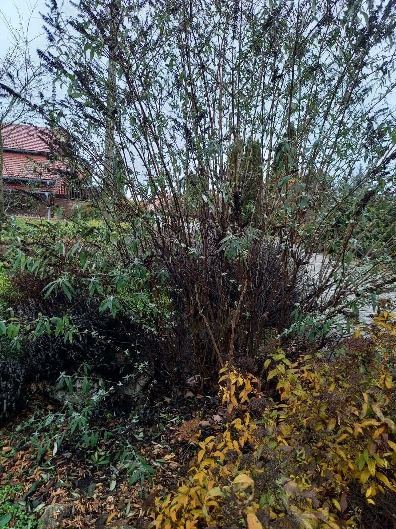 Buddleja 9