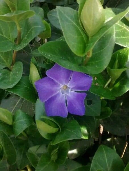 Pervinca maggiore 7