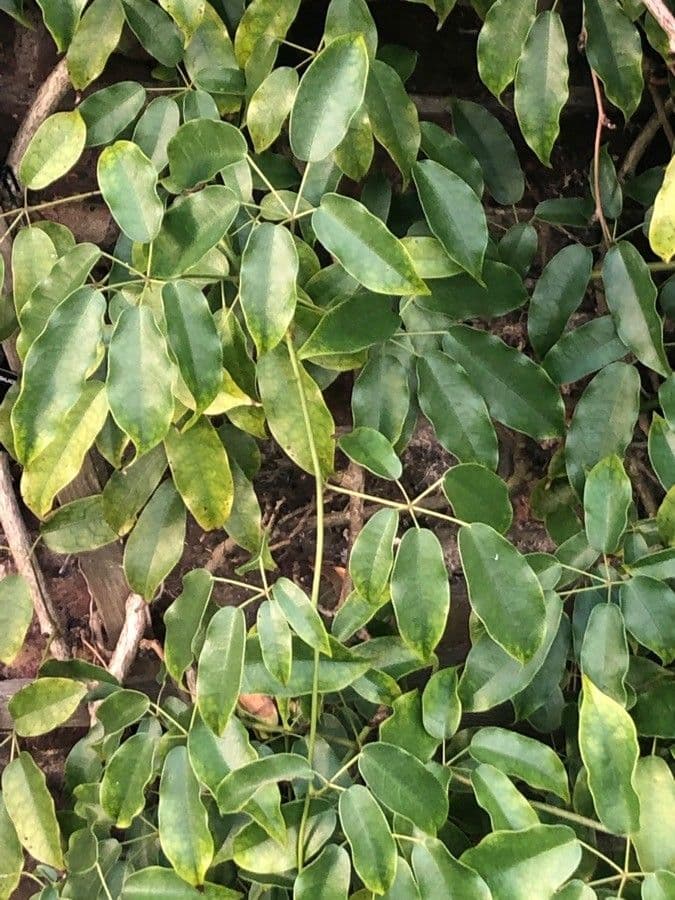 Stauntonia
