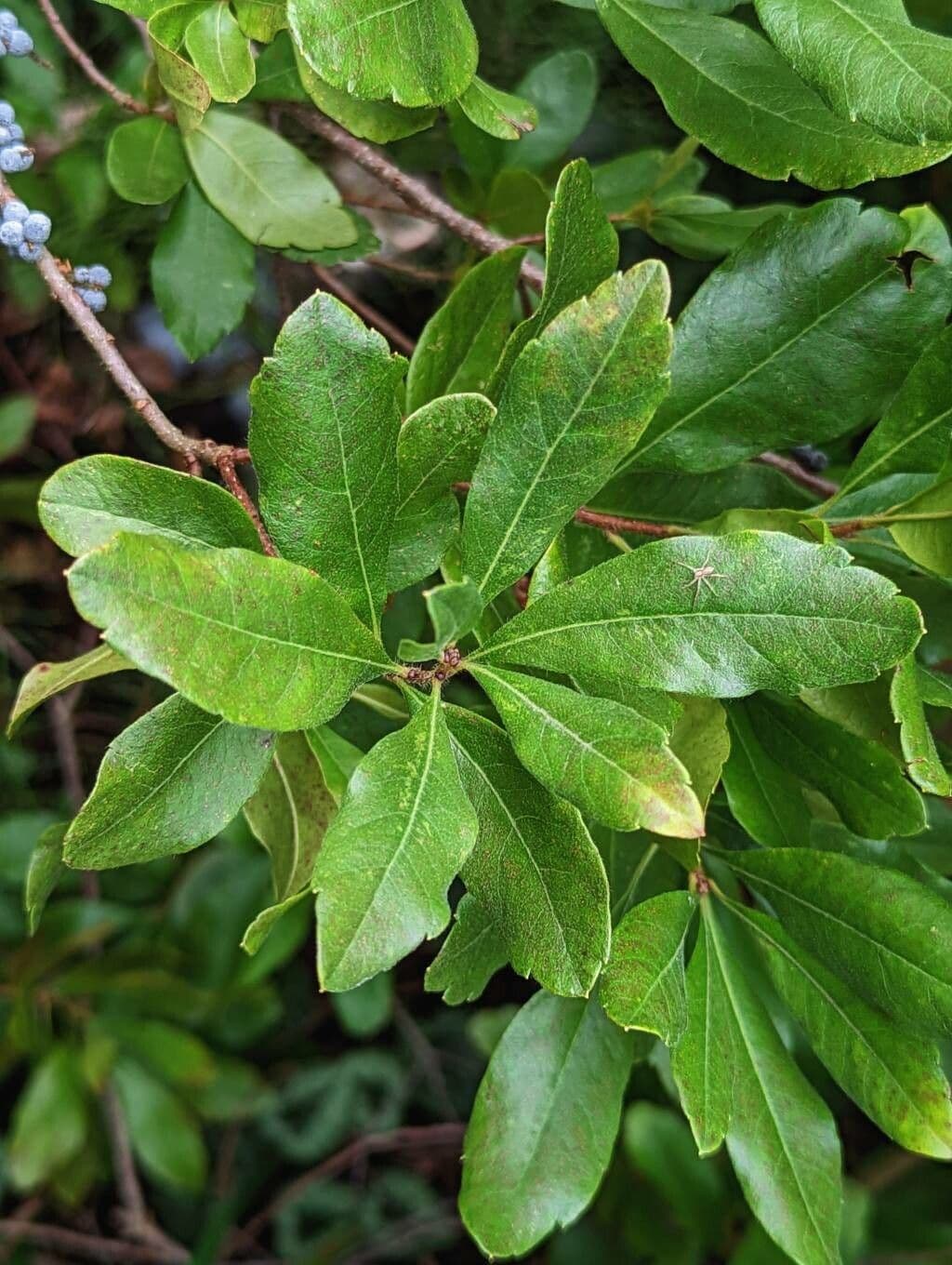 Mirica 8