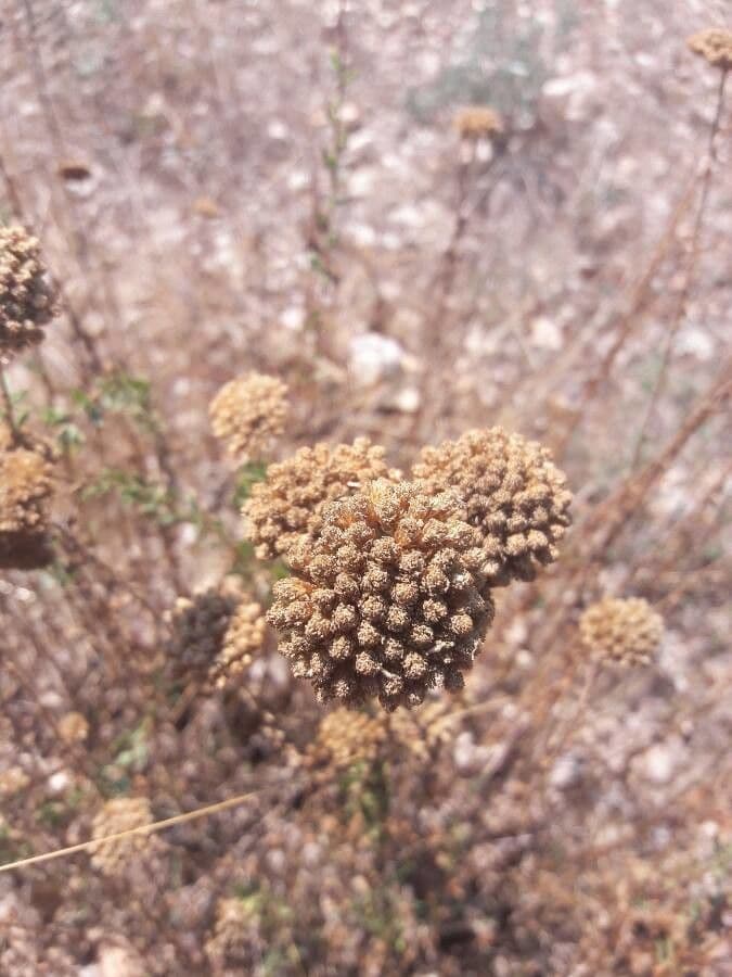 Achillea 2