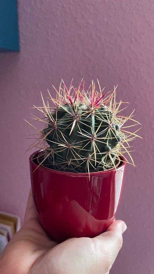 Cactus a botte uncino 16