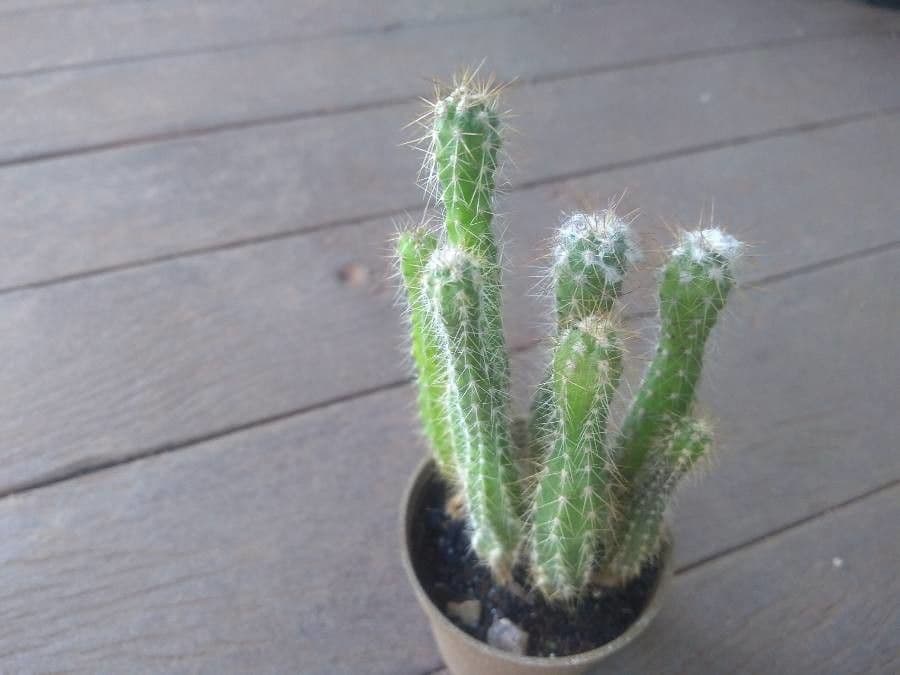Echinocereus 2