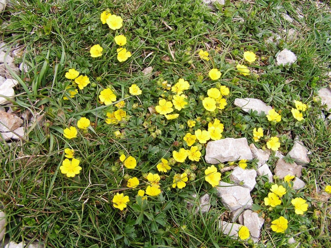 Mochna Crantzova 8