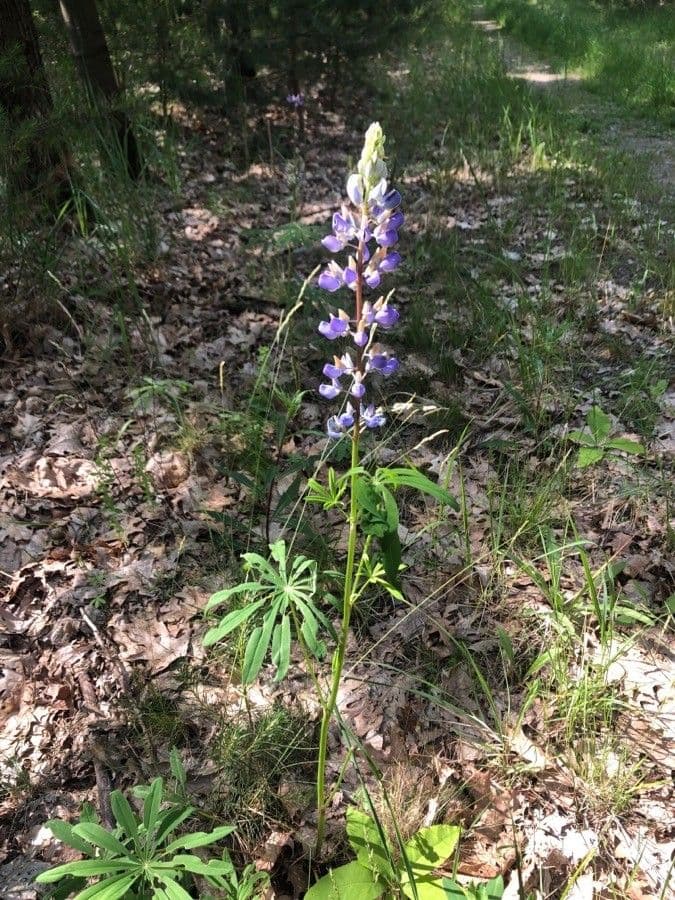 Stauden-Lupine 4