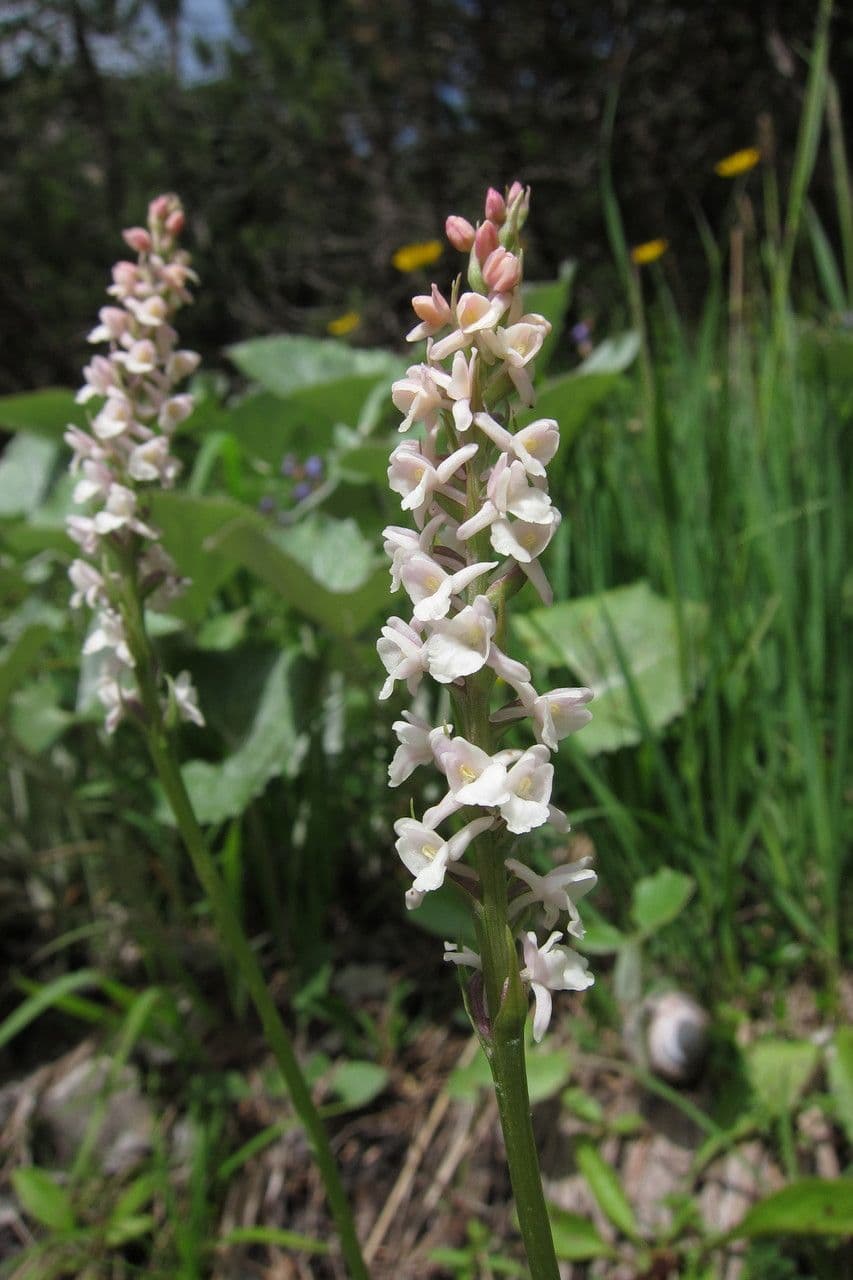 Manina profumata 6