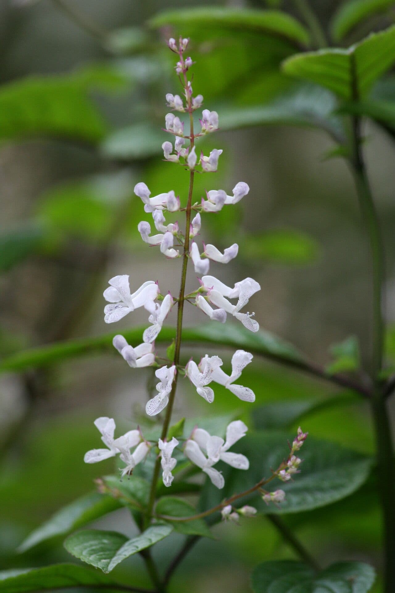 Plectranthus
