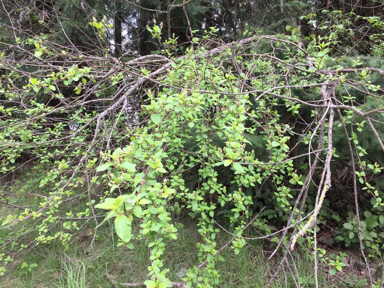Krvavý ceanothus 7