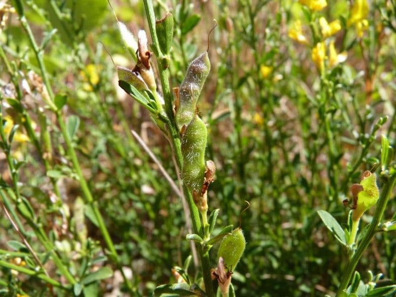Haar-Ginster 3