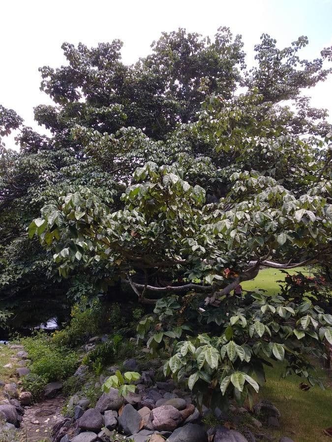 Sterkúlia bezkvetá 13