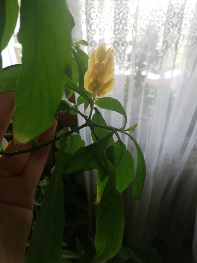 Pachystachys 17