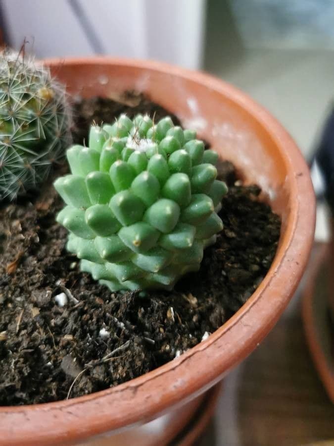 Mammillaria 17