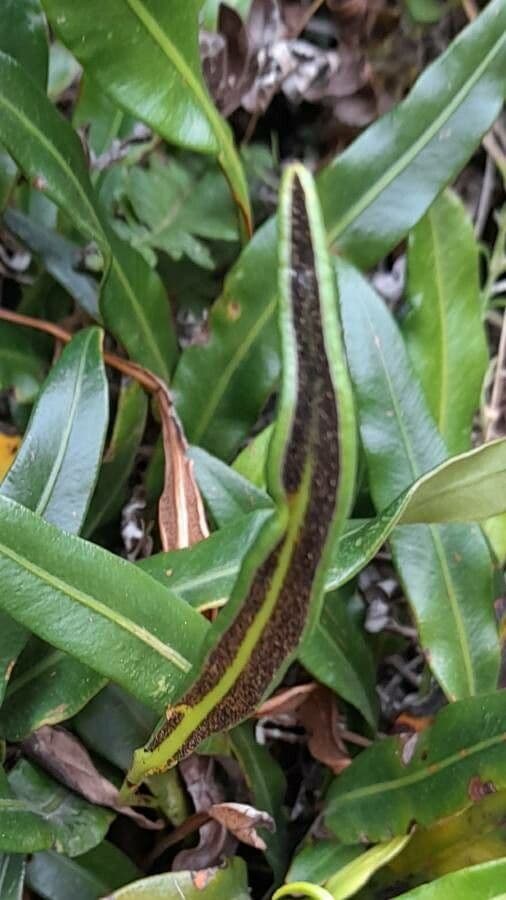 Elaphoglossum