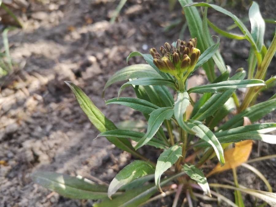 Erysimum 15
