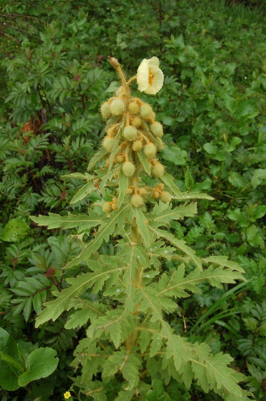 Mekonopsis 4