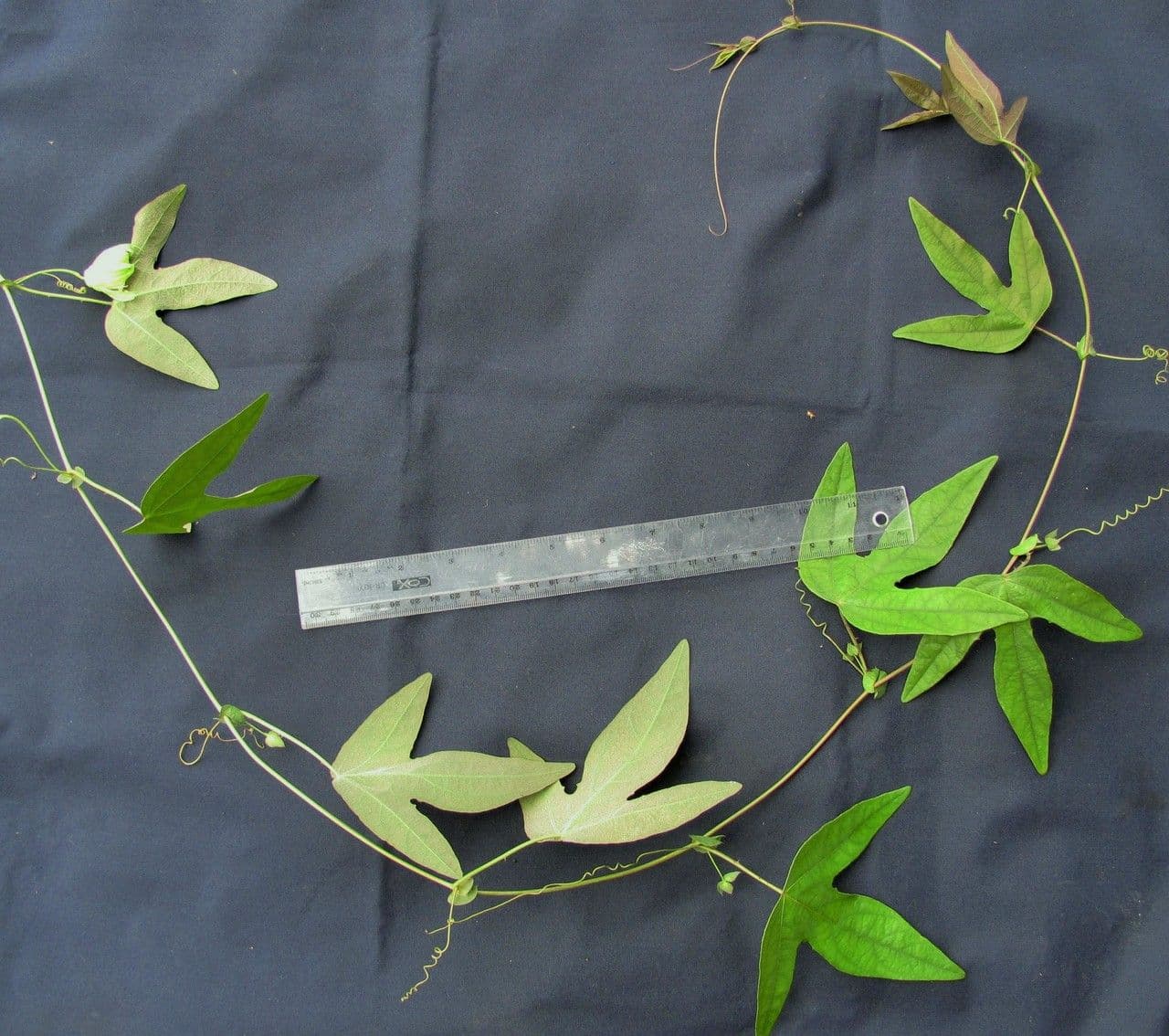 Passiflora dispar 2