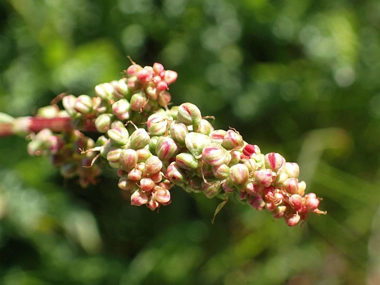 Filipendula comune