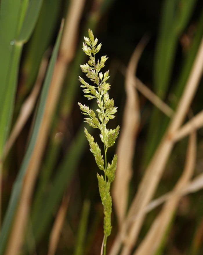 Herbe 4