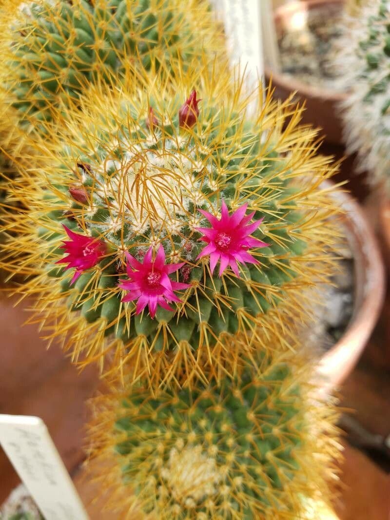 Cactus 4