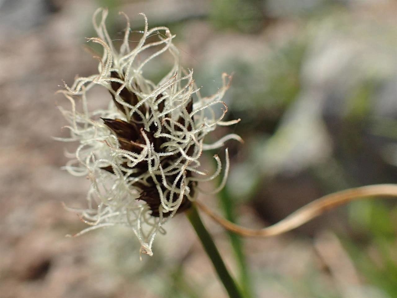 Stinking sedge 10