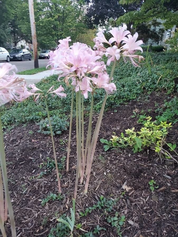 Lycoris 6