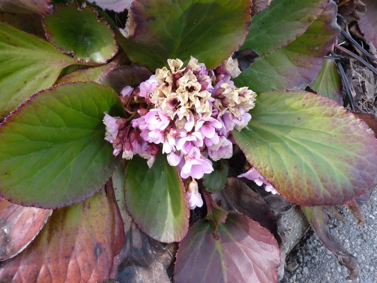 Bergenia cordifolia 27