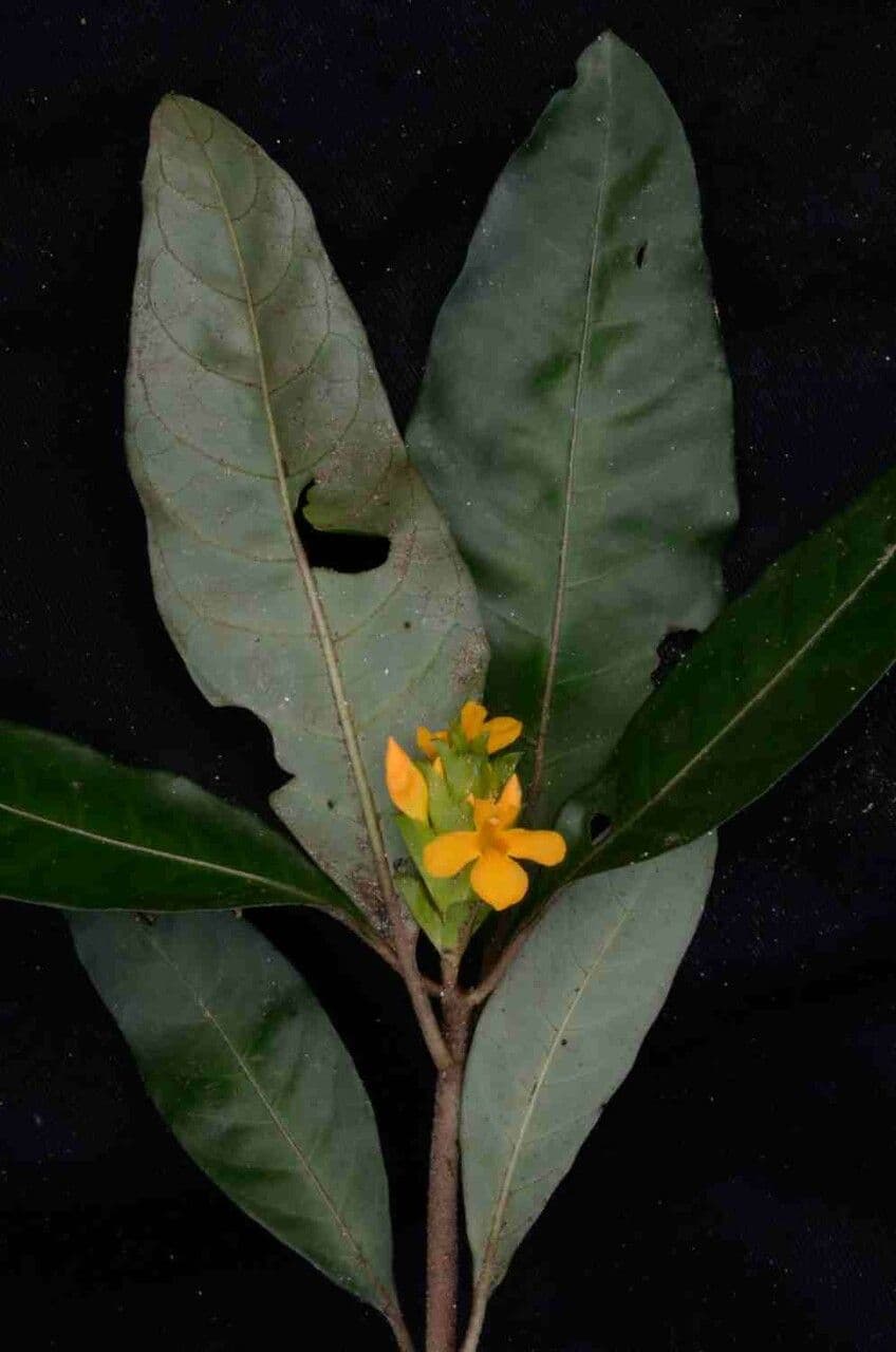 Aphelandra 5