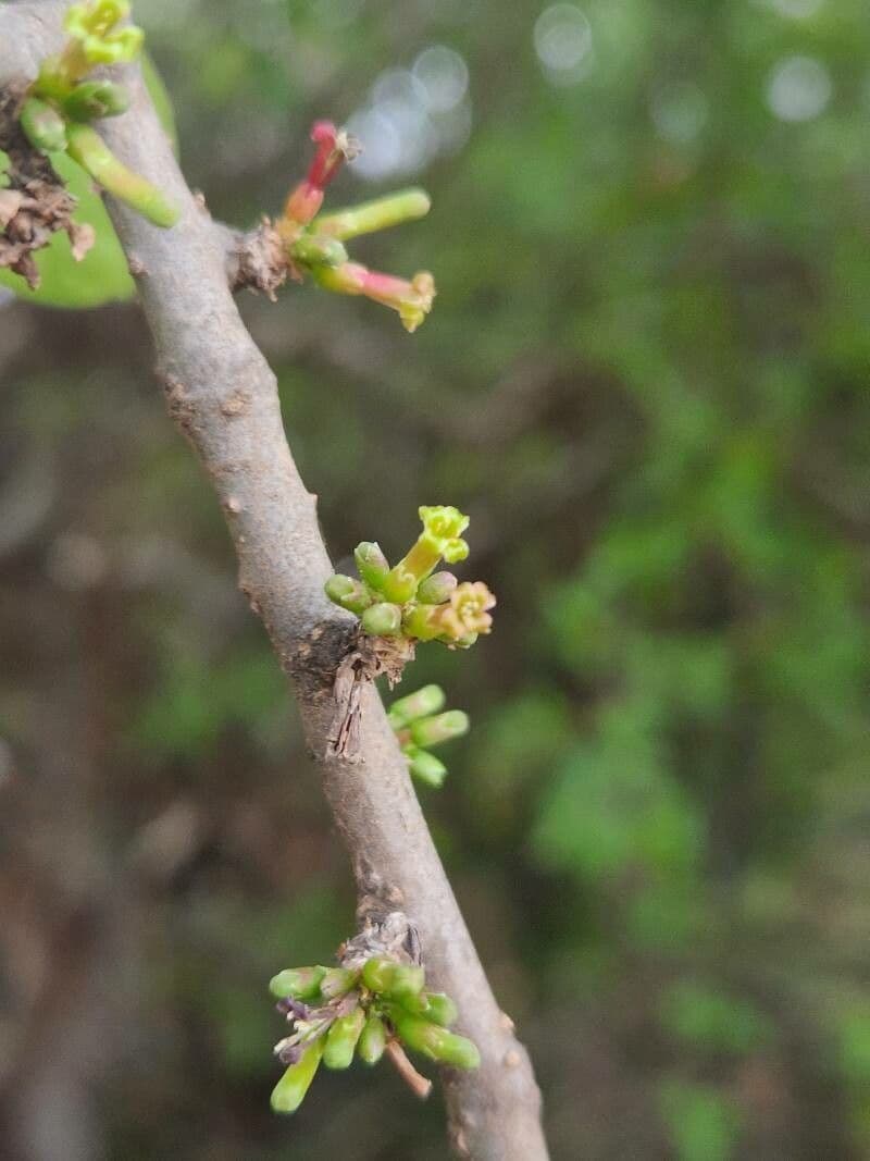 Commiphora 5