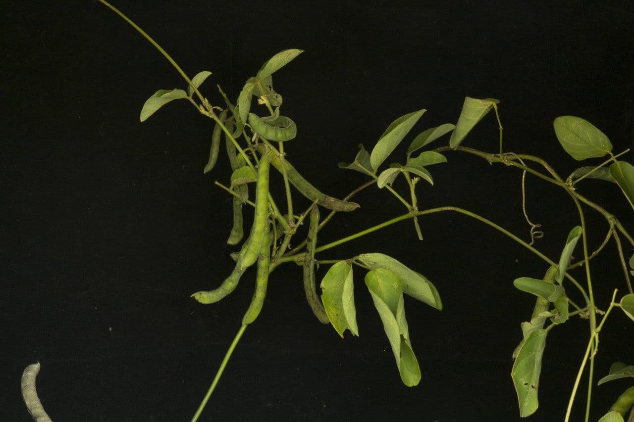 Galactia striata 8