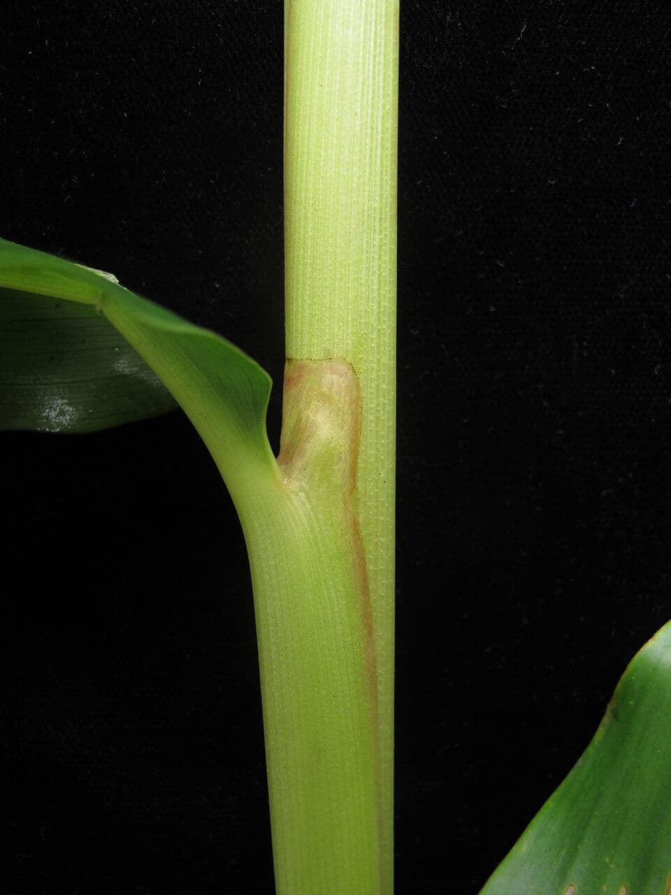 Hedychium 12