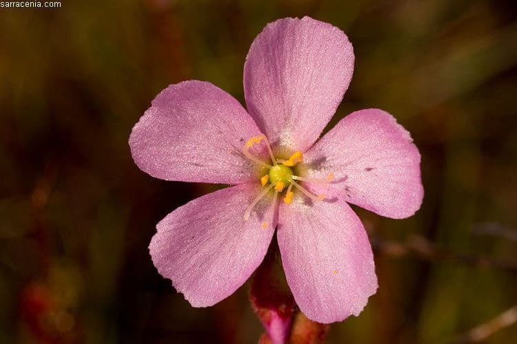 Threadleaf sundew 4