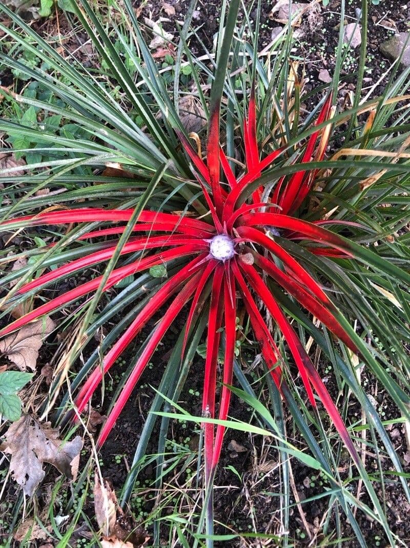 Fascicularia 17