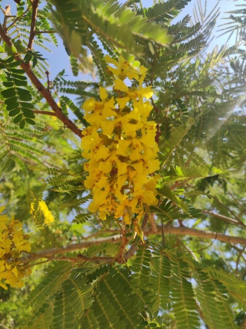 Peltophorum africano 9
