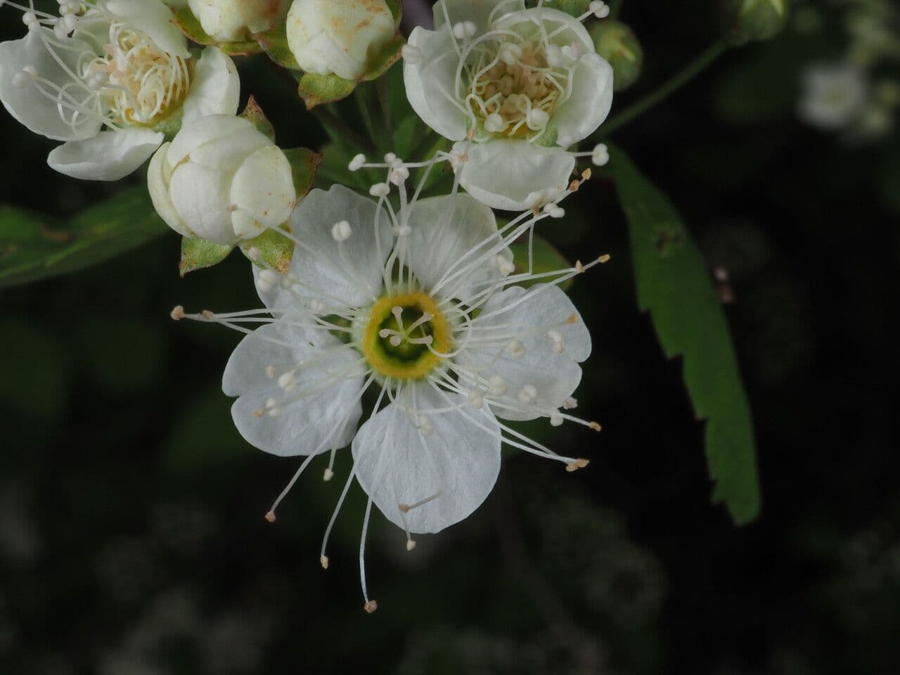 Spiraea ulmifolia 7