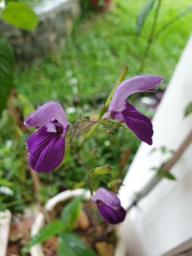 Brillantaisia 5