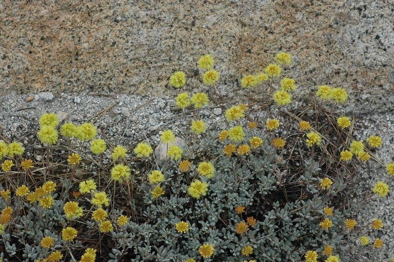 Eriogonum 4