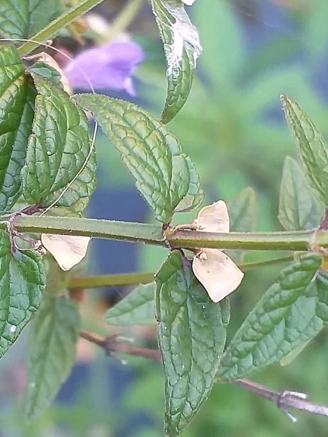 Scutellaria comune 4