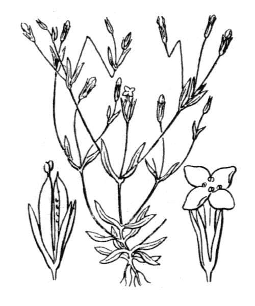Exaculum 14