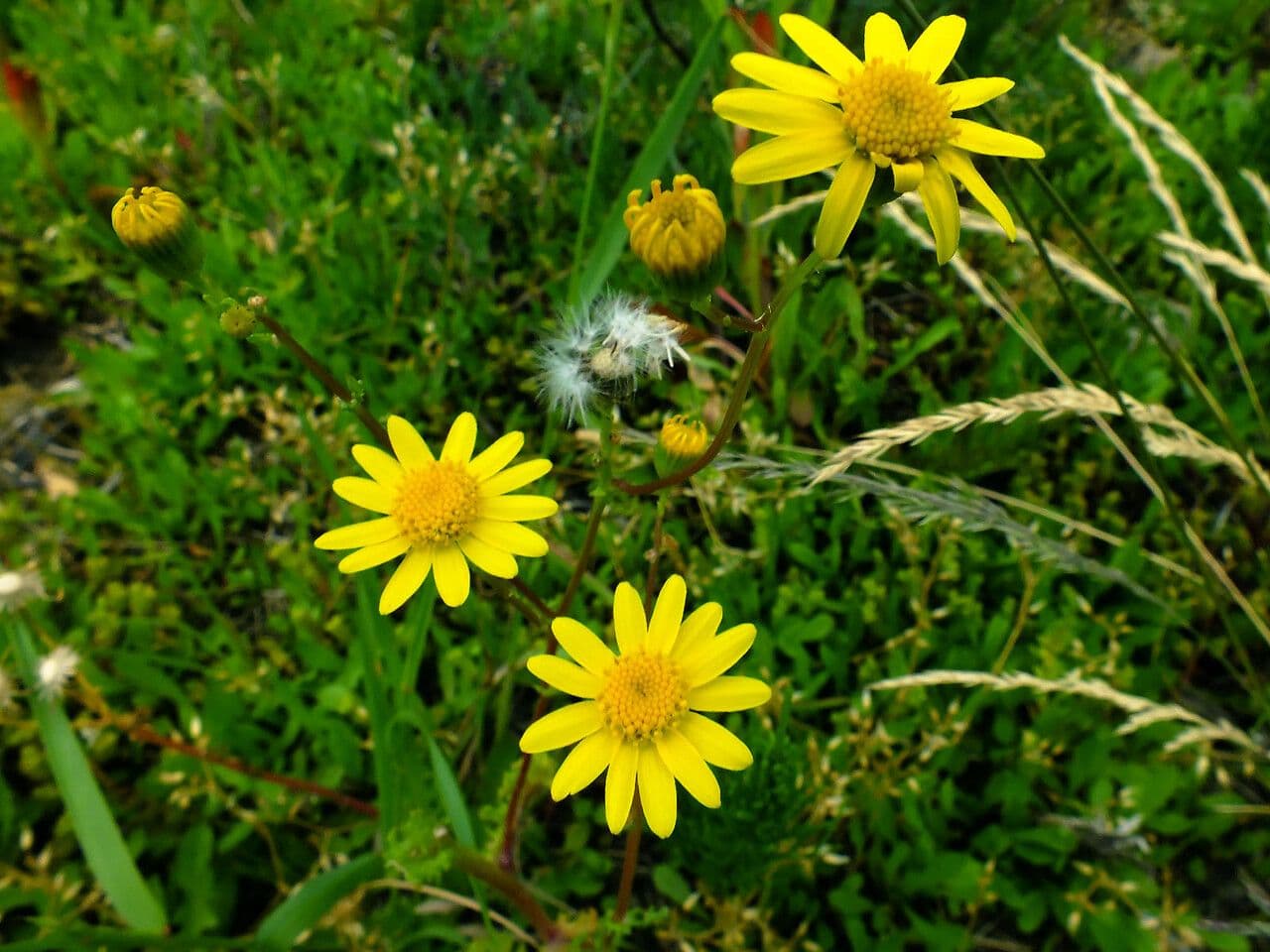Senecio glauco 4