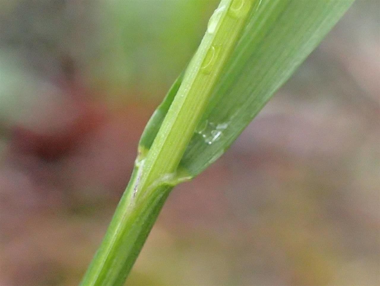 Erba perla pendula 25