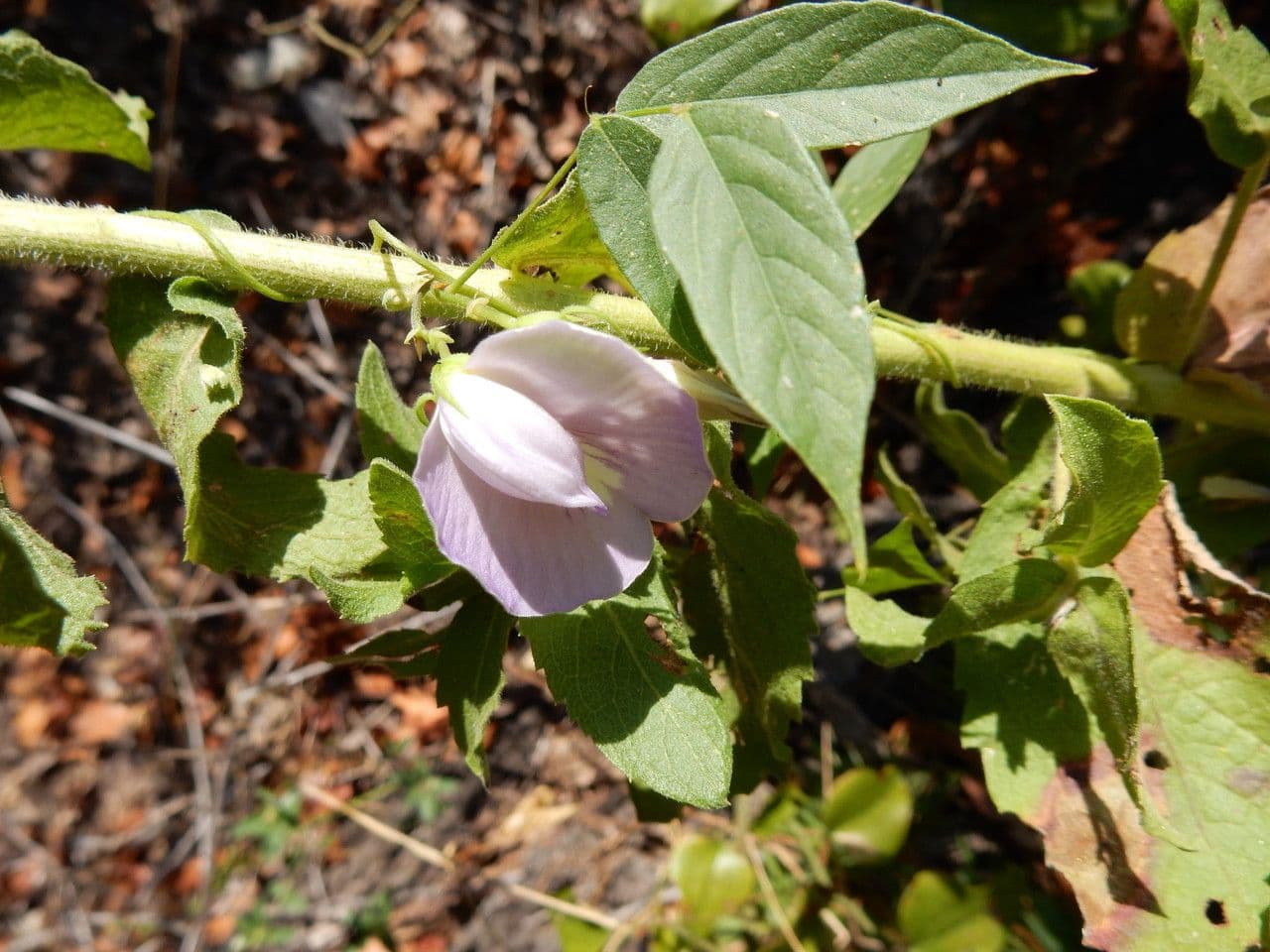 Centrosema virginianum 12